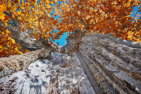 Gemeinde Lindberg Landkreis Regen Hochschachten hohler Baum (Dirschl Johann) Deutschland REG